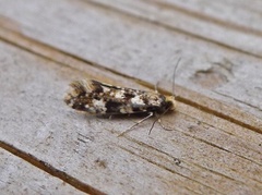 Cork Moth (Nemapogon cloacella)