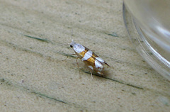 Gold-ribbon Argent (Argyresthia brockeella)