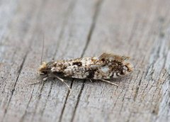 Cork Moth (Nemapogon cloacella)