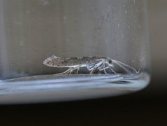 Diamond-back Moth (Plutella xylostella)