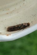 Brindled Clothes Moth (Niditinea striolella)
