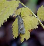 November Tubic (Diurnea lipsiella)