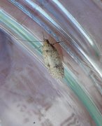 Dusted Flat-body (Agonopterix assimilella)