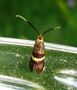 Small Barred Long-horn (Adela croesella)