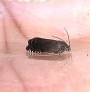 Pea Moth (Cydia nigricana)