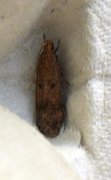 Hollyhock Seed Moth (Pexicopia malvella)