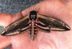 Privet Hawk-moth (Sphinx ligustri)