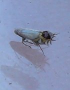 Pear Leaf Blister Moth (Leucoptera malifoliella)