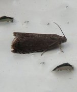 Deep-brown Piercer (Grapholita tenebrosana)