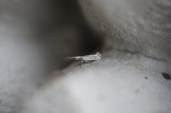 Grey-streaked Smudge (Plutella porrectella)