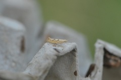 Barred Smudge (Ypsolopha alpella)