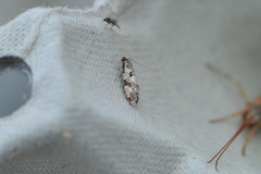 Pale Corn Clothes Moth (Nemapogon variatella)