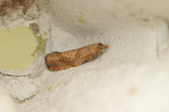 Brown Alder Bell (Epinotia sordidana)