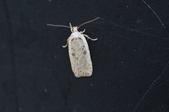 Brindled Flat-body (Agonopterix arenella)