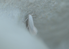 Swan-feather Dwarf (Elachista argentella)