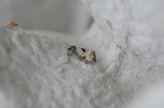 Little Conch (Cochylis dubitana)