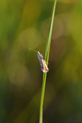 Speckled Fanner (Glyphipterix thrasonella)
