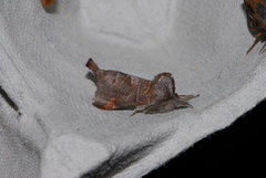 Small Chocolate-tip (Clostera pigra)
