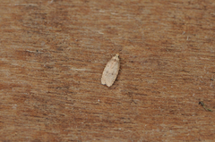 Angelica Flat-body (Agonopterix angelicella)