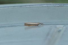 Pale-streak Grass-veneer (Agriphila selasella)