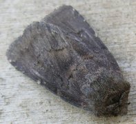 Brown Rustic (Rusina ferruginea)