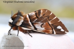 Kentish Glory (Endromis versicolora)
