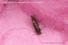 Eriocraniids (Eriocraniidae)