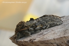 Great Prominent (Peridea anceps)