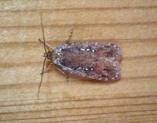 Large Carrot Flat-body (Agonopterix ciliella)