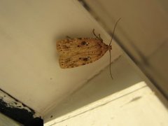Concealer moths (Oecophoridae)