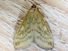 Lesser Pearl (Sitochroa verticalis)