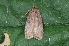Large Carrot Flat-body (Agonopterix ciliella)