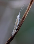 Ling Case-bearer (Coleophora pyrrhulipennella)