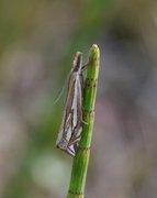 Scarce Grass-veneer (Crambus pratella)