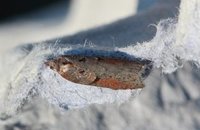 Seljeflatvikler (Acleris hastiana)