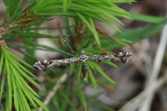 Brindled Plume (Amblyptilia punctidactyla)