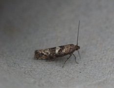 Leek Moth (Acrolepiopsis assectella)