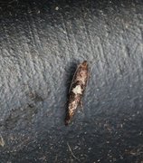 Leek Moth (Acrolepiopsis assectella)