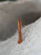 Small Red Slender (Caloptilia rufipennella)