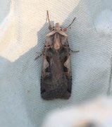 Setaceous Hebrew Character (Xestia c-nigrum)