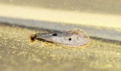 Bird’s-nest Moth (Tinea trinotella)