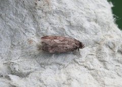 Small Dingy Tubic (Borkhausenia fuscescens)