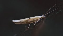 Hooked Smudge (Ypsolopha nemorella)