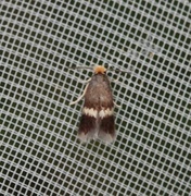 Small Beech Pygmy (Stigmella tityrella)