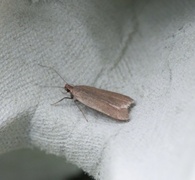 Ash-coloured Sober (Acompsia cinerella)