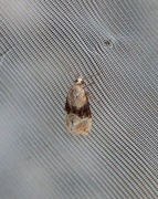 Vine Moth (Eupoecilia ambiguella)