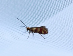 Red-barred Gold (Micropterix tunbergella)