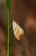 Scalloped Hook-tip (Falcaria lacertinaria)