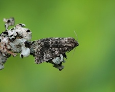 Poplar Grey (Acronicta megacephala)
