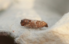 Bud Moth (Spilonota ocellana)